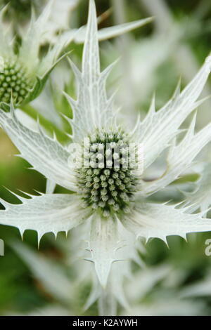 Les fleurs piquantes blanc argenté de Eryngium giganteum 'Silver Ghost' dans la frontière d'un jardin anglais en été (juillet),UK Banque D'Images