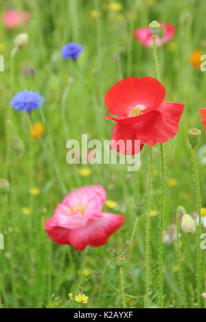 Shirley coquelicots (Papaver rhoeas) et de bleuet (Centaurea cyanus), la floraison dans une prairie au milieu de l'été en images Banque D'Images