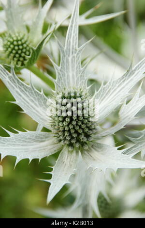 Les fleurs piquantes blanc argenté de Eryngium giganteum 'Silver Ghost' dans la frontière d'un jardin anglais en été (juillet),UK Banque D'Images