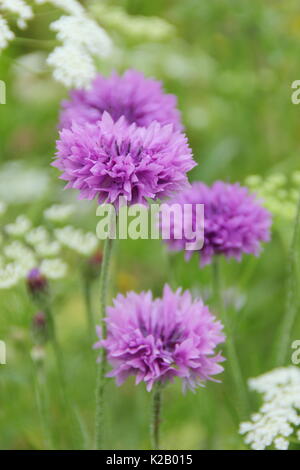 Purple barbeaux (Centaurea cyanus) et Bishop's Flower (Ammi majus) Formulaire annuel a pictorial pré dans un jardin anglais au milieu de l'été,UK Banque D'Images