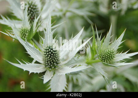 Les fleurs piquantes blanc argenté de Eryngium giganteum 'Silver Ghost' dans la frontière d'un jardin anglais en été (juillet),UK Banque D'Images