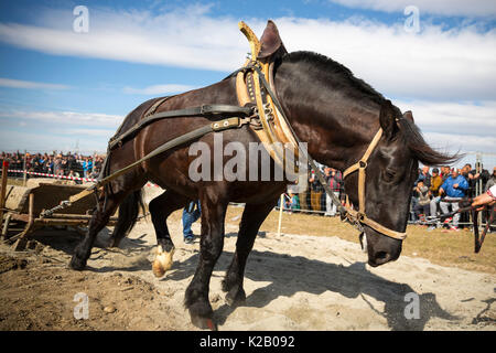 Les chevaux et leurs propriétaires participent à un tournoi de tirer lourd. Les animaux doit tirer une charge de plusieurs centaines de kilogrammes sur une piste de 30 m.. Banque D'Images