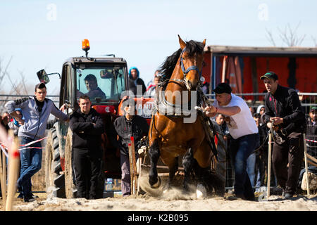 Sofia, Bulgarie - 3 mars, 2017 : les chevaux et leurs propriétaires participent à un tournoi de tirer lourd. Les animaux doit tirer une charge de centaines de kilogra Banque D'Images