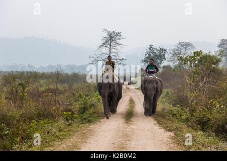 Les gardes à cheval les éléphants dans le cadre de leurs patrouilles dans les prairies du parc national de Kaziranga en Assam, Inde. Banque D'Images