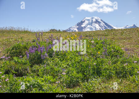 Un patch d'un mélange de fleurs sauvages y compris les lupins violet trouvés sur l'horizon Diviser un chemin de randonnée. Mt Baker occupe une grande place à l'horizon. Banque D'Images