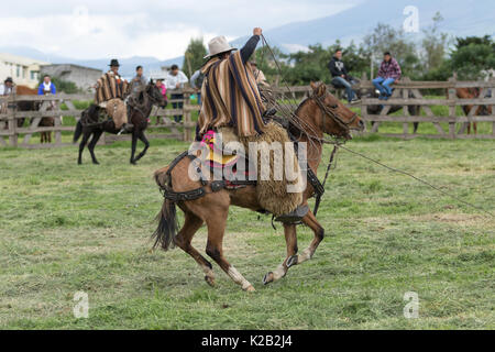 3 juin 2017, l'Équateur Machachi : cowboy dans poncho traditionnel et chaps à cheval la manipulation du lasso Banque D'Images