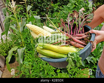 Jeune femme dans son jardin de légumes fraîchement récoltés avec attribution de maïs et betteraves radis courgettes or UK Banque D'Images