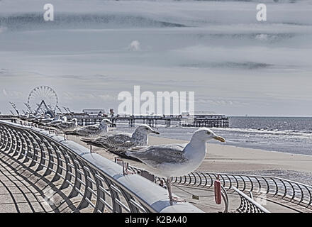 Blackpool, Fylde Coast, Lancashire, Angleterre. Rangée de mouettes perchées sur une balustrade surplombant la mer. Banque D'Images