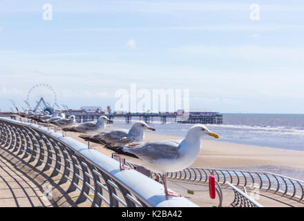 Blackpool, Fylde Coast, Lancashire, Angleterre. Rangée de mouettes perchées sur une balustrade surplombant la mer. Banque D'Images