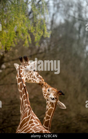 Mère et Bébé girafe embrasser, Selective Focus, Afrique Banque D'Images