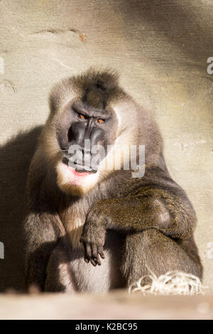 Assis grand babouin sacré masculin (Papio hamadryas) au Zoo Banque D'Images