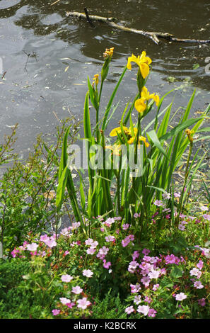 L'eau jaune d'été Jardin d'Iris et plantes géraniums rose à côté d'un lac dans le Lincolnshire avec un journal ou branche d'arbre par flottante Banque D'Images