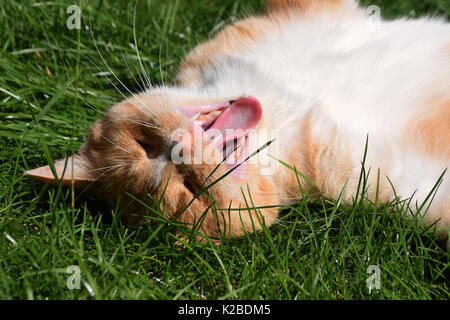 Le gingembre et le chat domestique blanc bâillant au soleil tout en se reposant sur la pelouse Banque D'Images