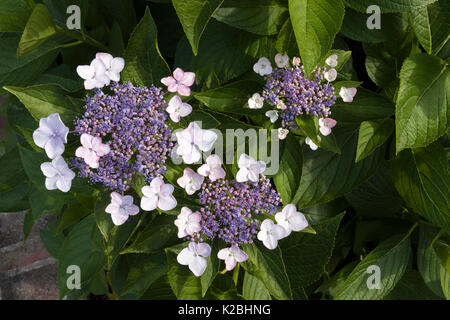 'Big Leaf hydrangea,' Lacecap' & 'Tokyo Delight, sont des noms communs de cet Hydrangea macrophylla montrant reservoir & lacy des grappes de fleurs rose extra-. Banque D'Images