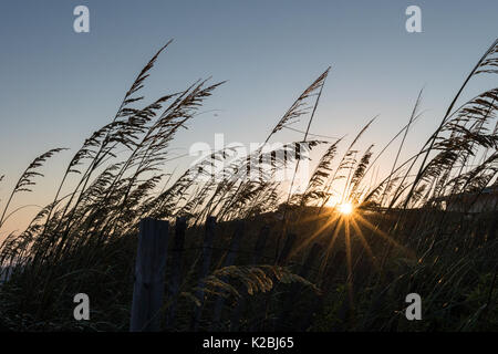 Soleil/s'élève au-dessus de dunes couvertes de Sea Oats - Soleil éclatant en Sun Star définit ou se lève sur les dunes côtières Silhouetted Against Orange n Blue Banque D'Images