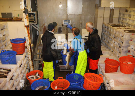 Les pêcheurs travaillant dans le poisson-hold sur un bateau chalutier de la mer du Nord. Juillet 2016. Parution du modèle Banque D'Images