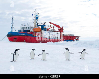 Manchot Adélie (Pygoscelis adeliae) sur la glace en face de brise-glace français "L'Astrolabe" amarré sur le bord de la banquise au large de la station Dumont d'Urville, Antarctique. Décembre 2014. Tous les non-usages de rédaction doivent être effacés individuellement. Banque D'Images