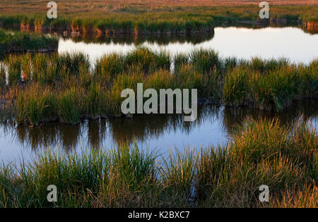 Plantes aquatiques (Typha sp.), Xochimilco les zones humides, la ville de Mexico, novembre Banque D'Images