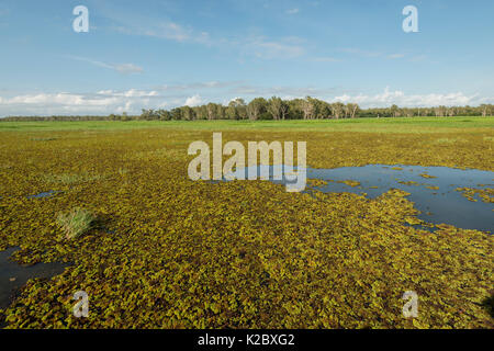 Arbre généalogique sensibles géant (Mimosa pigra) de lutte contre les mauvaises herbes couvrant 800 kilomètres carrés de terres humides des Territoires du Nord, Territoire du Nord, Australie. Banque D'Images