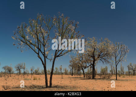 Chêne du désert (Allocasuarina decaisneana) Territoire du Nord, Australie. Banque D'Images