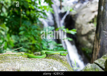 Pit Viper lèvres blanches reposant sur un rocher Banque D'Images