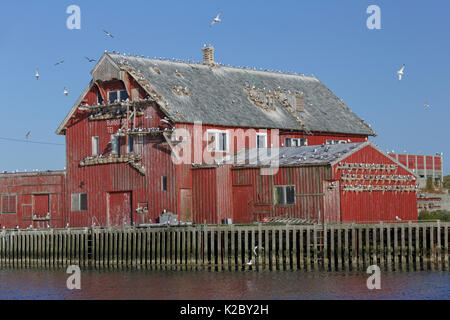 Mouette tridactyle (Rissa tridactyla) nichant sur maison / bâtiment. Rostlandet, Rost, Lofoten, Nordland, Norvège. Juillet. Banque D'Images