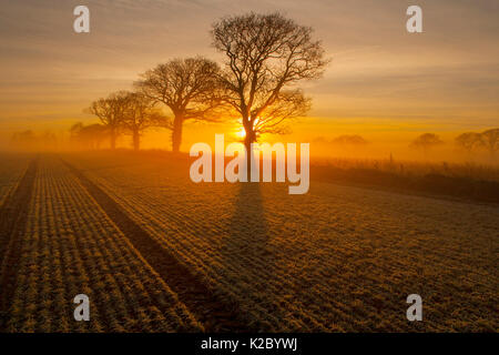 Les terres agricoles de chênes (Quercus robur) au lever du soleil sur un matin glacial, Gimingham, Norfolk, Angleterre, Royaume-Uni, décembre 2006. Banque D'Images