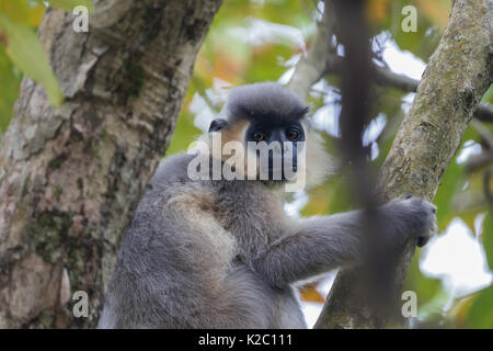 Le langur plafonné (Trachypithecus pileatus) sur un arbre dans le parc national de Kaziranga, Assam, Inde Banque D'Images