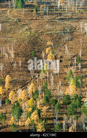 Vue aérienne de bois de mélèze à l'automne, "Ours brun Coast', Baikalo-Lensky Réserve Naturelle, le lac Baïkal, Sibérie, Russie, octobre 2011. Banque D'Images