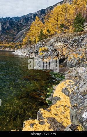 Arbres sur le Lac Baikal en automne,'Ours brun Coast', Baikalo-Lensky Nature Reserve, Sibérie, Russie, octobre 2011. Banque D'Images