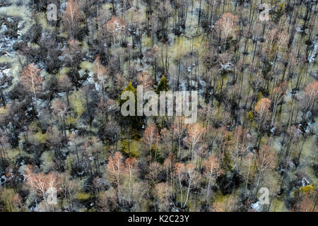 Vue aérienne de la forêt inondée à Rio Dulce, Parnumaa County, l'Estonie, avril 2013. Banque D'Images