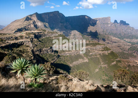 Véritable panorama de montagnes du Simien parc national y compris le géant lobelia Lobelia rhynchopetalum) (Zone Semien Gondar, région d'Amhara, en Ethiopie, en mars 2009. Endémique. Banque D'Images