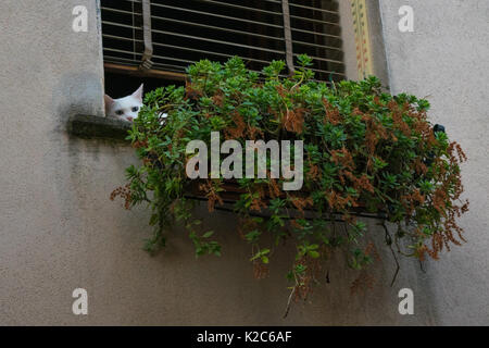 Attentif chat blanc couché, se détendre dans une fenêtre, à la recherche de derrière une plante sur un rebord de fenêtre à Orvieto, Ombrie, Italie Banque D'Images