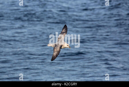 Le Fulmar boréal, le Fulmaris glacialis, seul adulte en vol au dessus de la mer. Prise en Juin, Spitsbergen, Svalbard, Norvège Banque D'Images