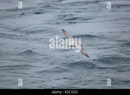 Le Fulmar boréal, le Fulmaris glacialis, seul adulte en vol au dessus de la mer. Prise en Juin, Spitsbergen, Svalbard, Norvège Banque D'Images