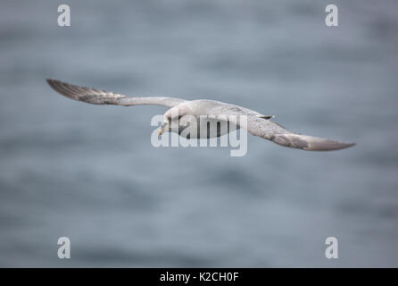 Le Fulmar boréal, le Fulmaris glacialis, seul adulte en vol au dessus de la mer. Prise en Juin, Spitsbergen, Svalbard, Norvège Banque D'Images