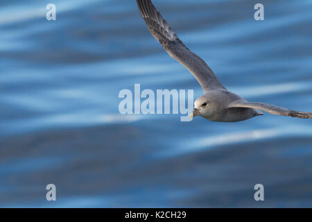 Le Fulmar boréal, le Fulmaris glacialis, close-up de l'adulte seul en vol au dessus de la mer. Prise en Juin, Spitsbergen, Svalbard, Norvège Banque D'Images