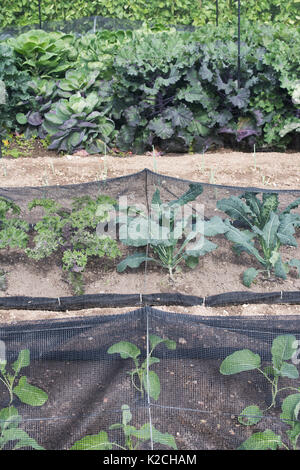 Brassica oleracea chou Kale et y compris les plantes qui poussent sous la compensation dans un jardin potager. UK Banque D'Images