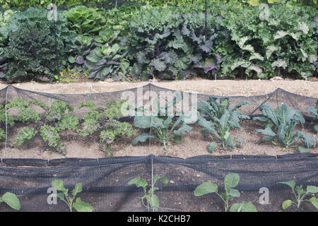 Brassica oleracea chou Kale et y compris les plantes qui poussent sous la compensation dans un jardin potager. UK Banque D'Images