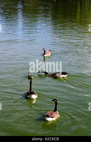 Canards dans park Banque D'Images