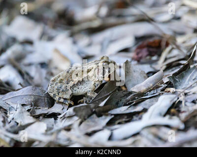 Un Crapaud de Fowler, Anaxyrus fowleri, le mélange dans les feuilles qu'il fait son chemin vers une source d'eau pour l'élevage. Banque D'Images