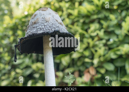 Shaggy, Cap d'encre perruque perruque Juges, avocats, Coprinus comatus dans c'est l'étape de décomposition montrant l'encre qui s'écoule de l'application de la pac à déliquescence. Banque D'Images