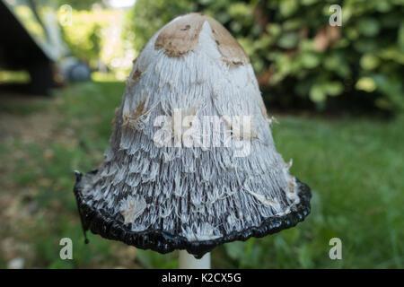 Shaggy, Cap d'encre perruque perruque Juges, avocats, Coprinus comatus dans c'est l'étape de décomposition montrant l'encre qui s'écoule de l'application de la pac à déliquescence. Banque D'Images