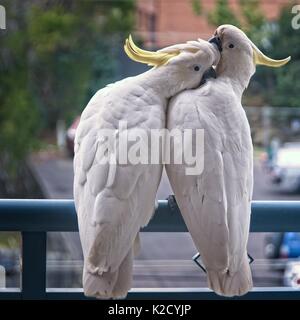 Deux cacatoès à huppe soufre australienne amoureuse flirter close-up marche sur un balcon rampe avec leurs emblèmes sur l'affichage. (Séries de photos). Gosford, NW Banque D'Images
