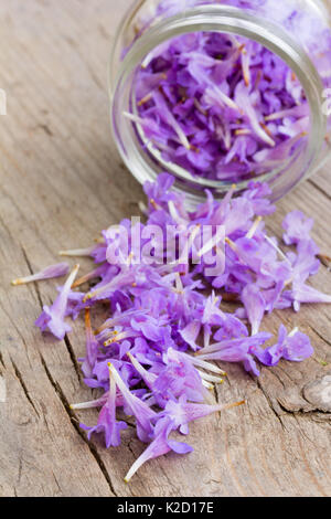 Pétales de fleurs mauve pâle pleuvaient du pot en verre sur une vieille planche de bois dans les craquelures. close-up, selective focus Banque D'Images