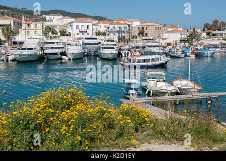 Vue de l'ancien petit port de l'île de Spetses. Sur le côté droit il y a quelques bateaux de pêche appelée caique grecque. Mais la majorité des points d'accueil sont occupés de nos jours par yachts de luxe. C'est parce que le vieux port a des eaux relativement peu profondes, à l'exception de cette section où les yachts peuvent entrer en toute sécurité. Dans d'autres domaines du vieux port que de petits bateaux de pêche peuvent accoster. Dans l'avant-plan (Glebionis coronaria Marguerites Couronne appelée autrefois Chrysanthemum coronarium). L'île de Spetses, Mer Égée, Grèce, Méditerranée, .Avril 2009. Banque D'Images