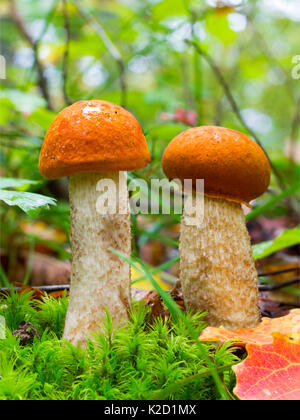 Deux jeunes de champignons forestiers comestibles orange-cap Boletus (le Leccinum aurantiacum) Parmi vert mousse et des feuilles sèches en forêt d'automne. Gros plan sur l'avant. Collection automne Banque D'Images