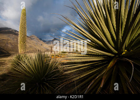 La reine des Andes (Puya raymondii) plantes dans la steppe, Cordillère des Andes, au Pérou, massif, novembre. Banque D'Images
