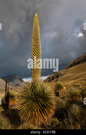La reine des Andes (Puya raymondii) plantes dans la steppe, Cordillère des Andes, au Pérou, massif, novembre. Banque D'Images
