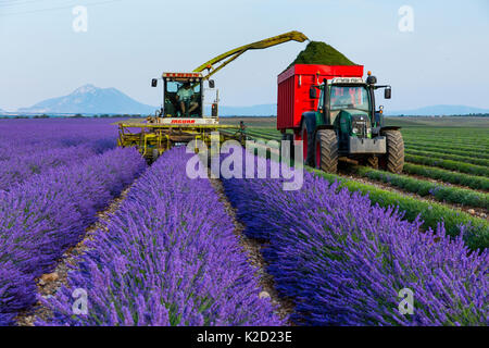 La récolte de la machine (Lavendula angustifolia Lavande) dans les champs, le Plateau de Valensole, Alpes Haute Provence, France, juillet 2015. Banque D'Images